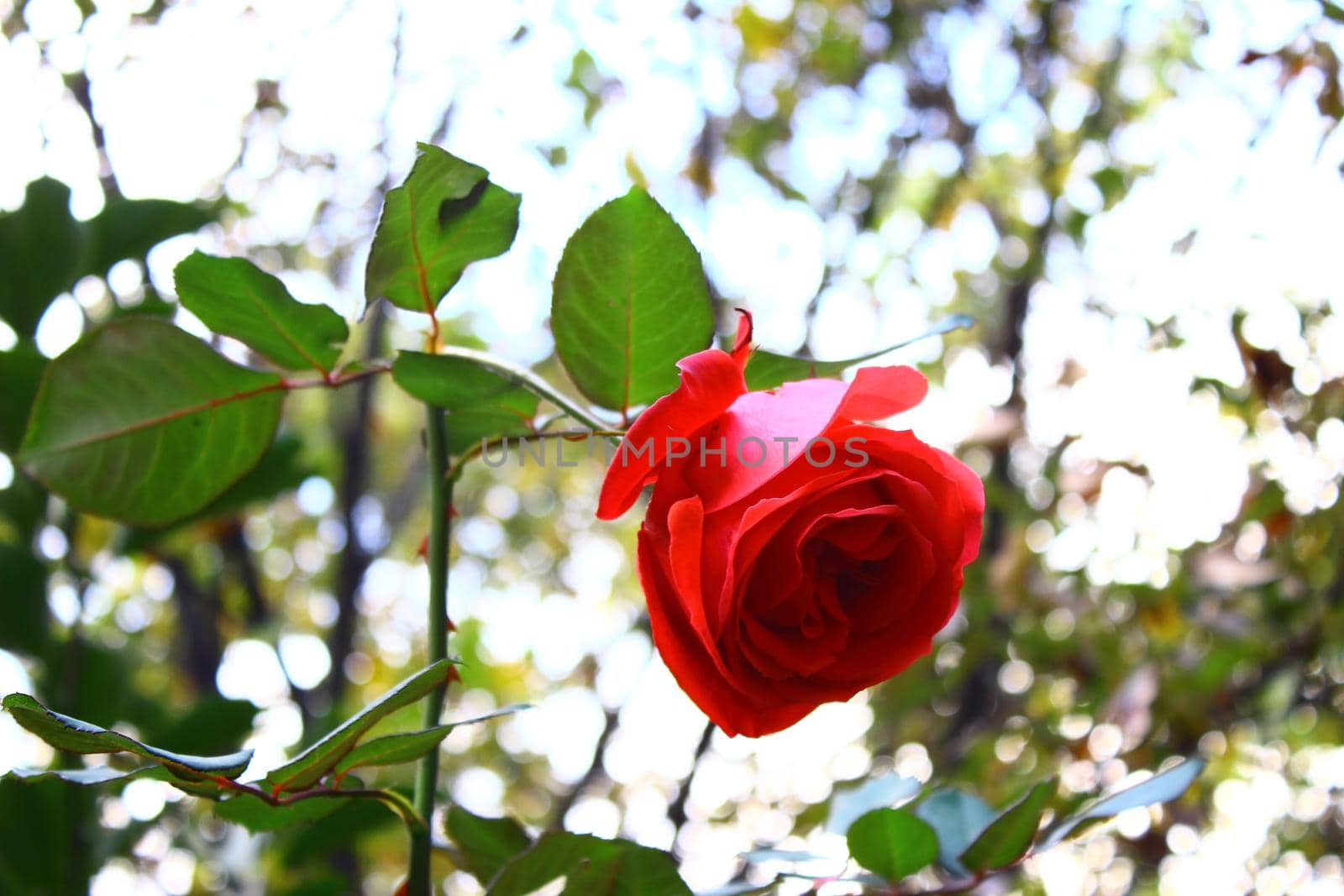Beautiful red rose on green blurred background by uphotopia