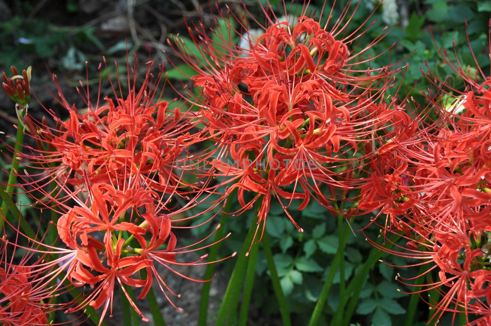 Beautiful red spider lilies on blurred background by uphotopia