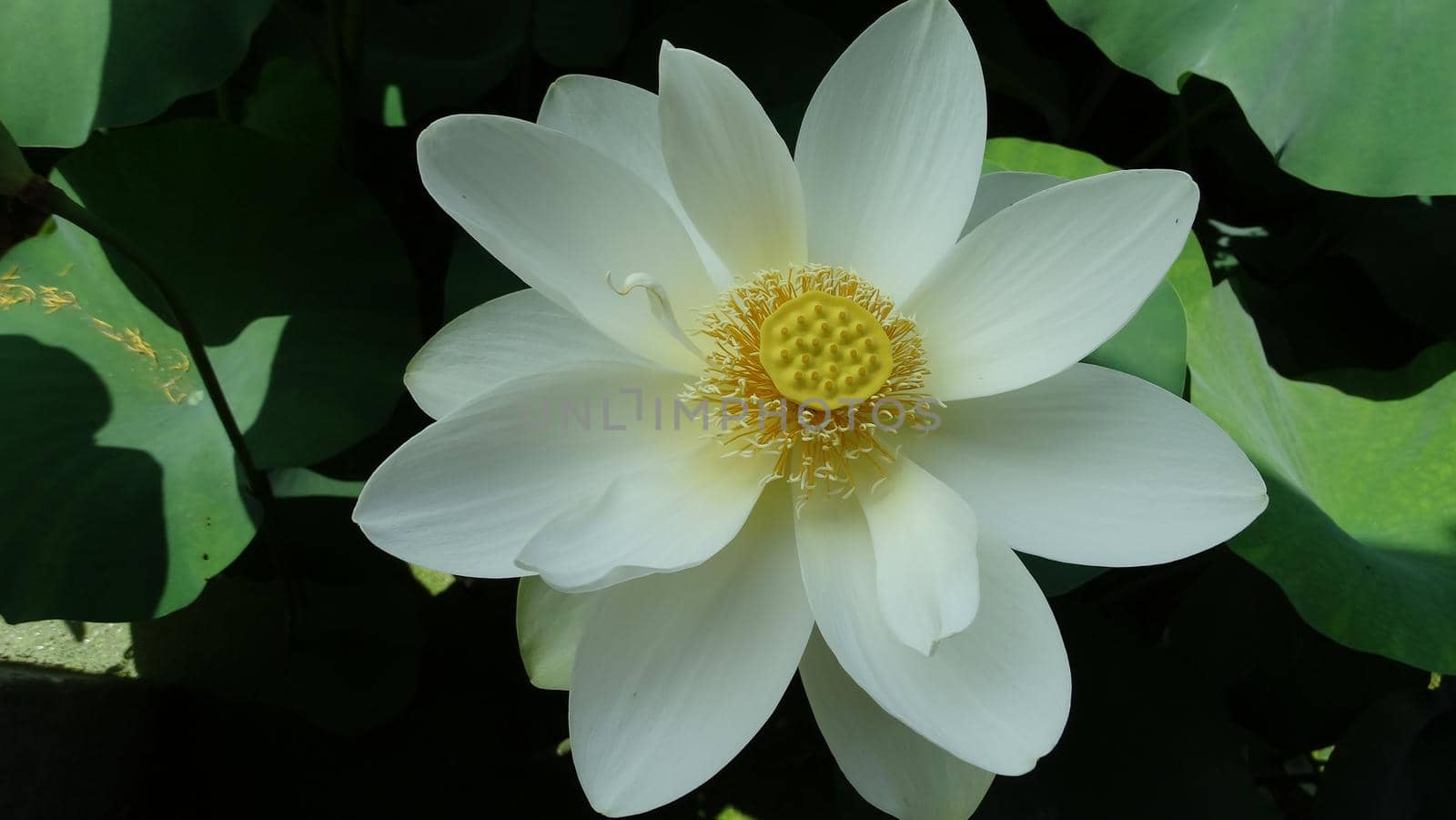 Beautiful white lotus flower in the water by uphotopia