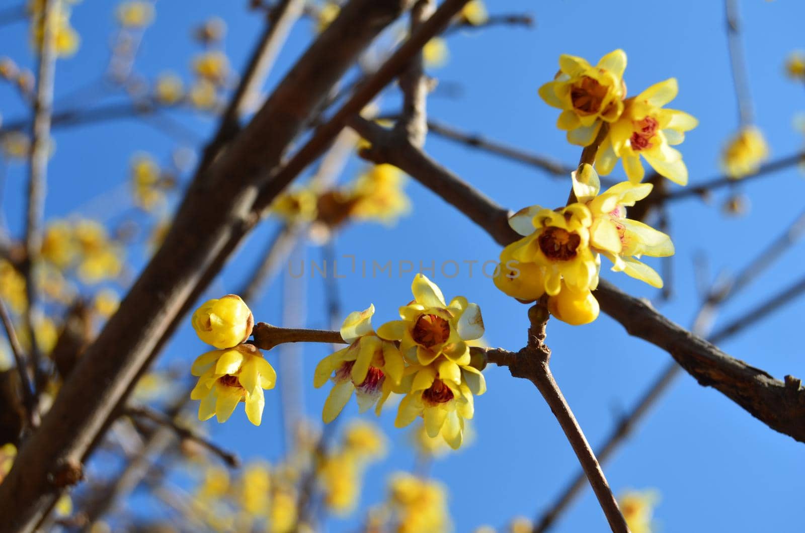 Beautiful yellow flowers on branches against blue sky