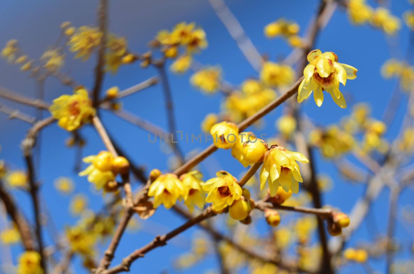 Beautiful yellow flowers on branches against blue sky