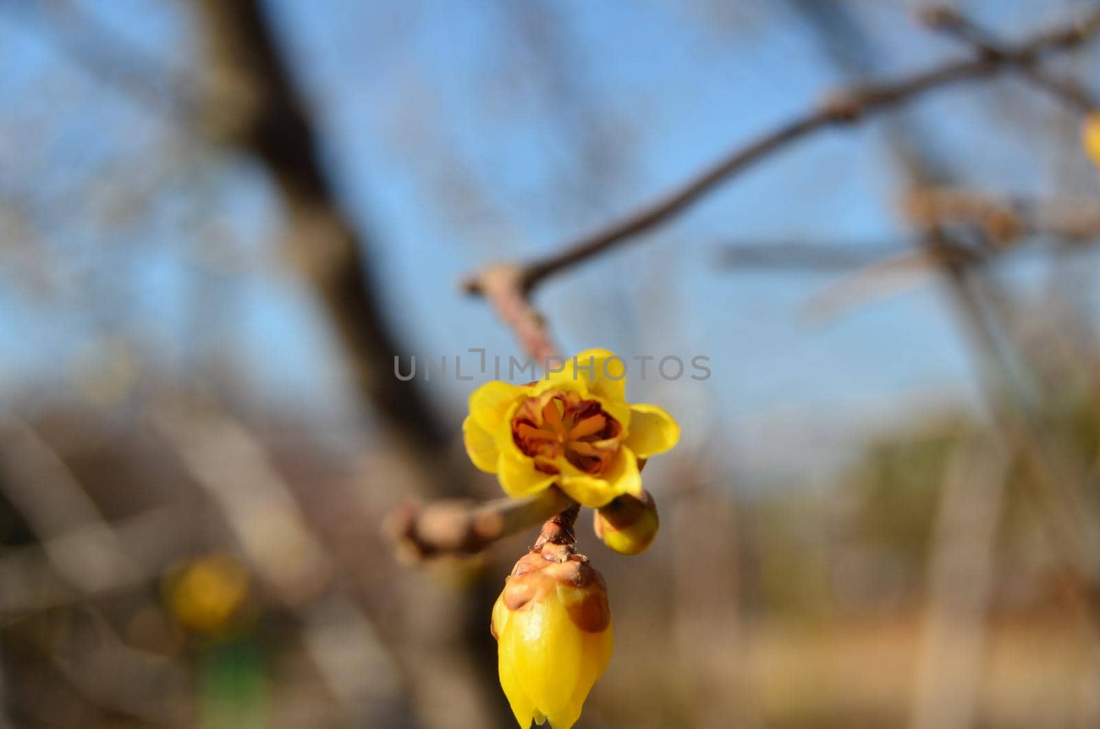 Beautiful yellow flowers on branches against blue sky by uphotopia