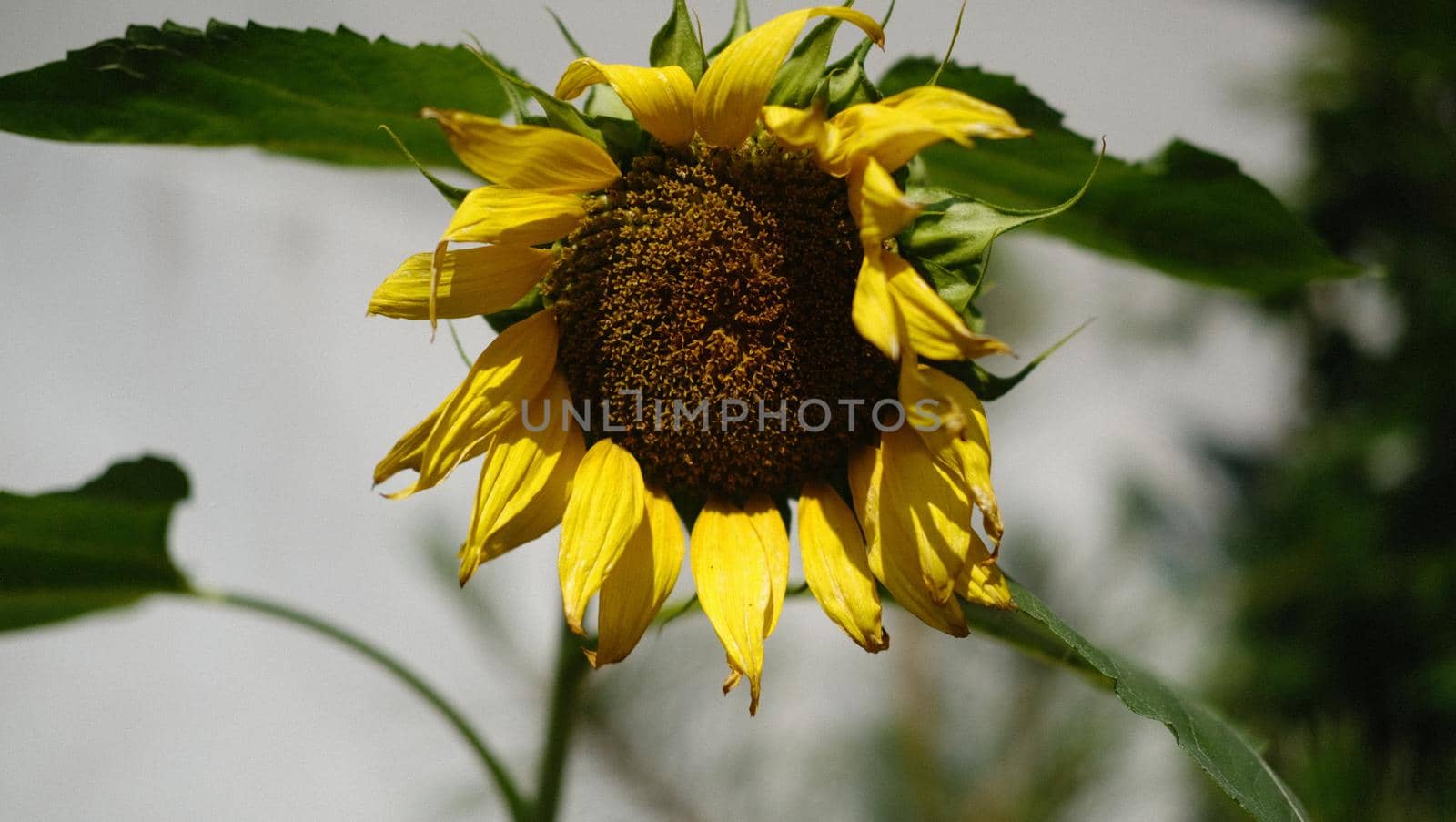 Beautiful yellow sunflower on gray blurred background