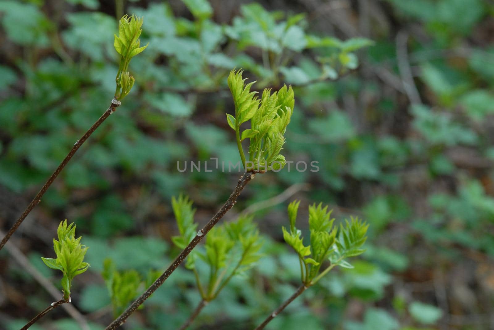 Beautiful green leaves on blurred background