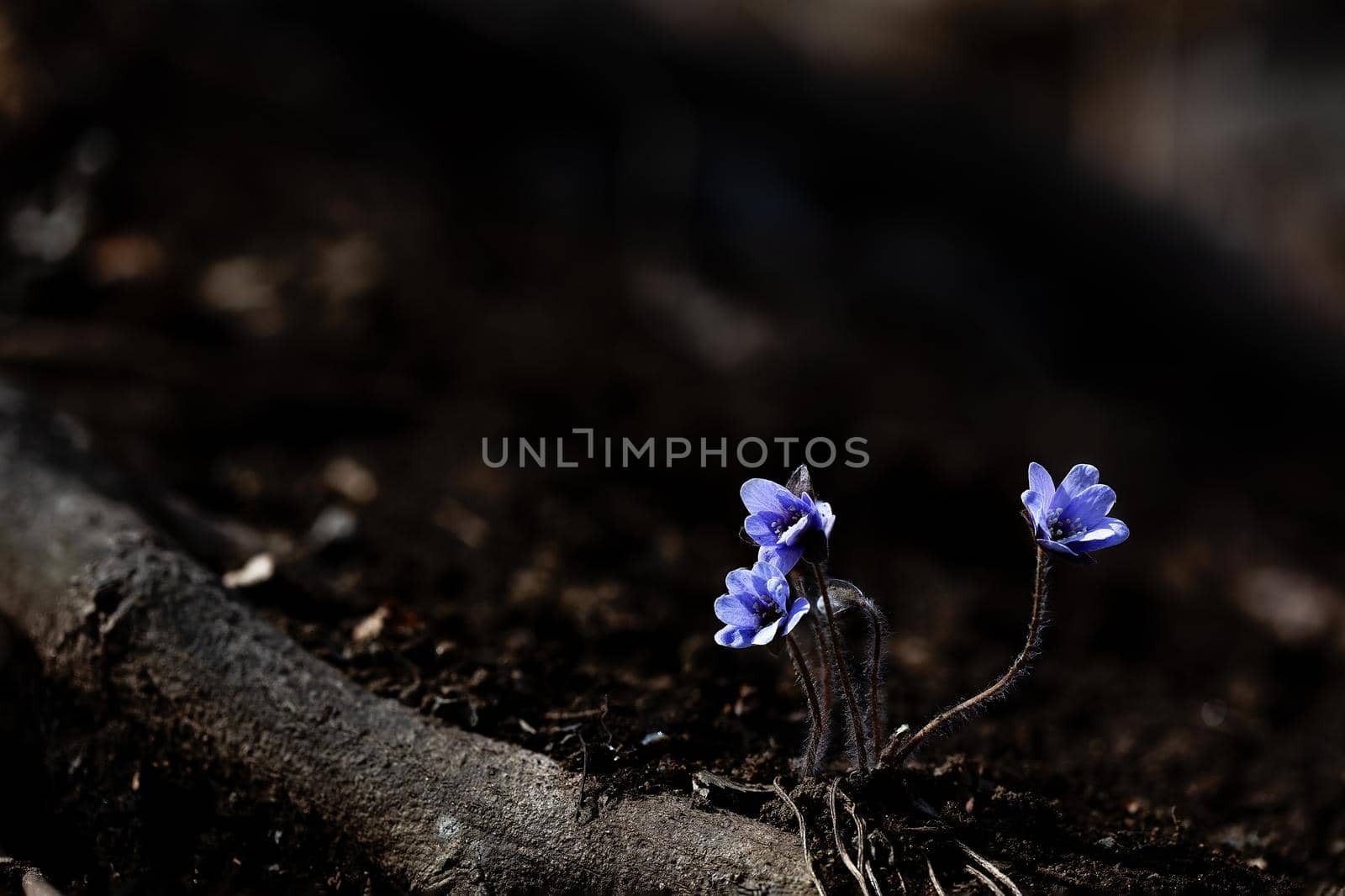 Beautiful blue flowers on blurred background by uphotopia