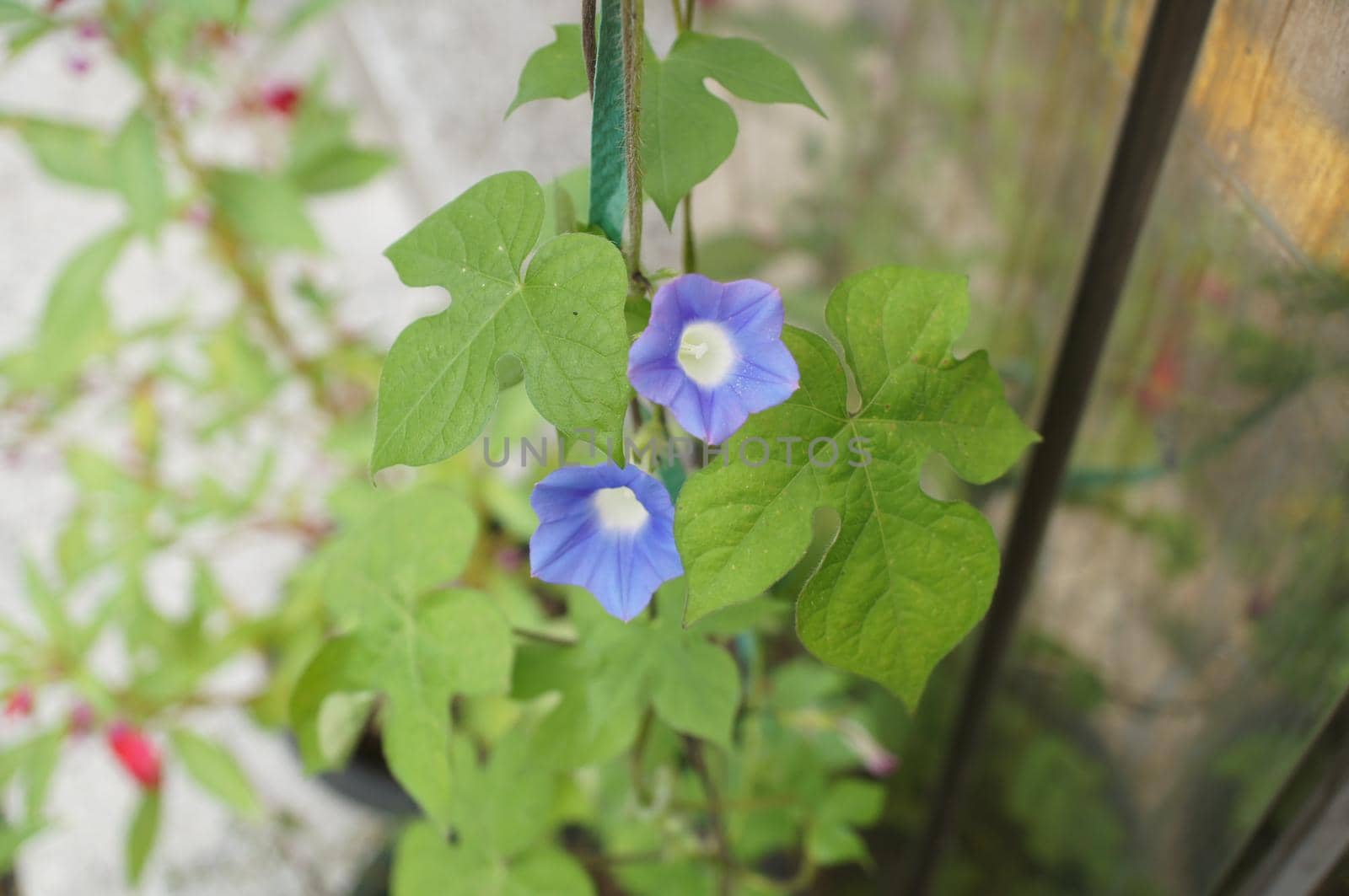 Beautiful purple flowers on blurred background