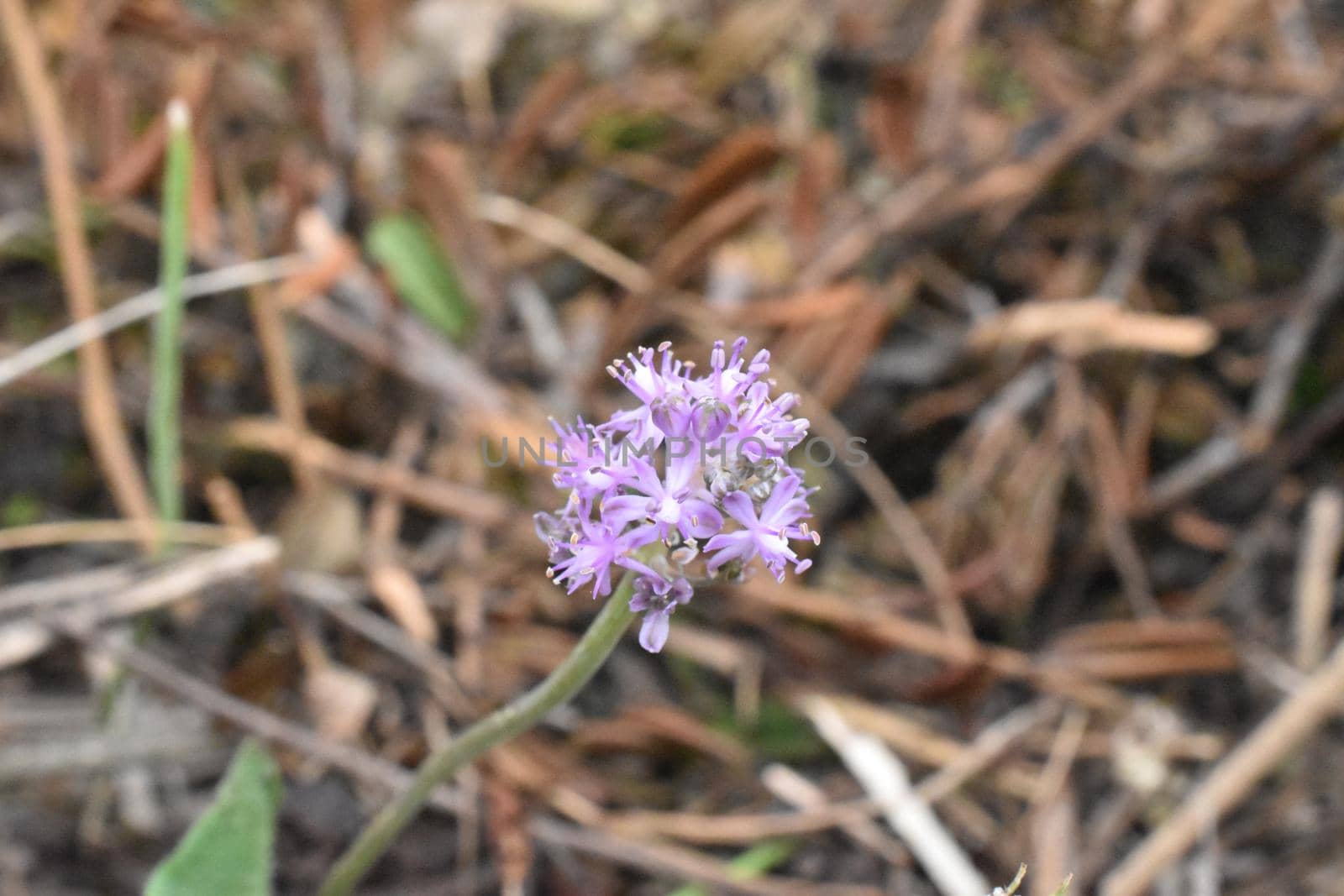 Beautiful purple flowers on blurred background