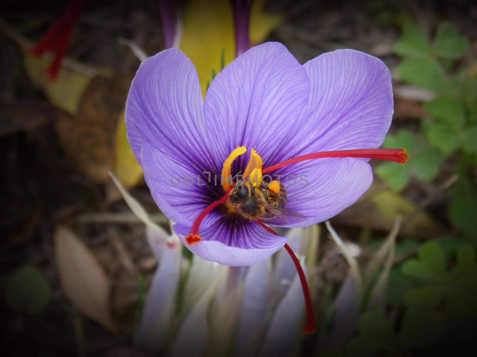 Beautiful purple flowers on blurred background by uphotopia