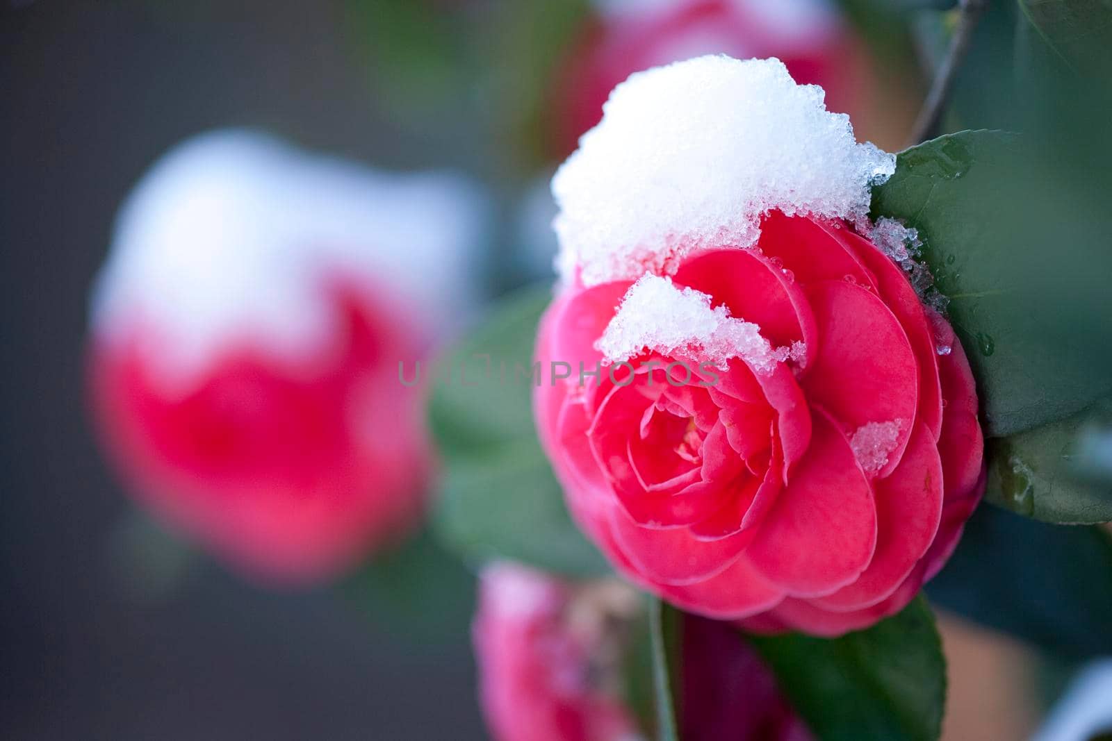 Beautiful red rose on blurred background