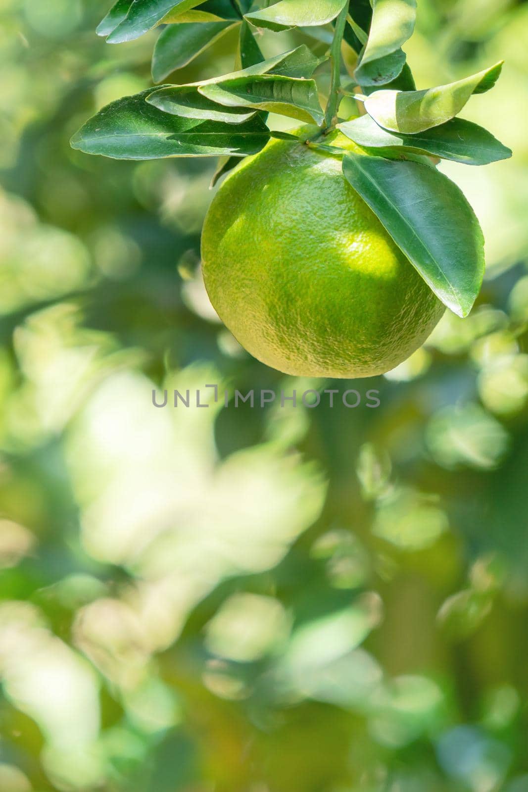 Fresh ripe tangerine mandarin orange on the tree in the orange garden orchard with backlight of sun.