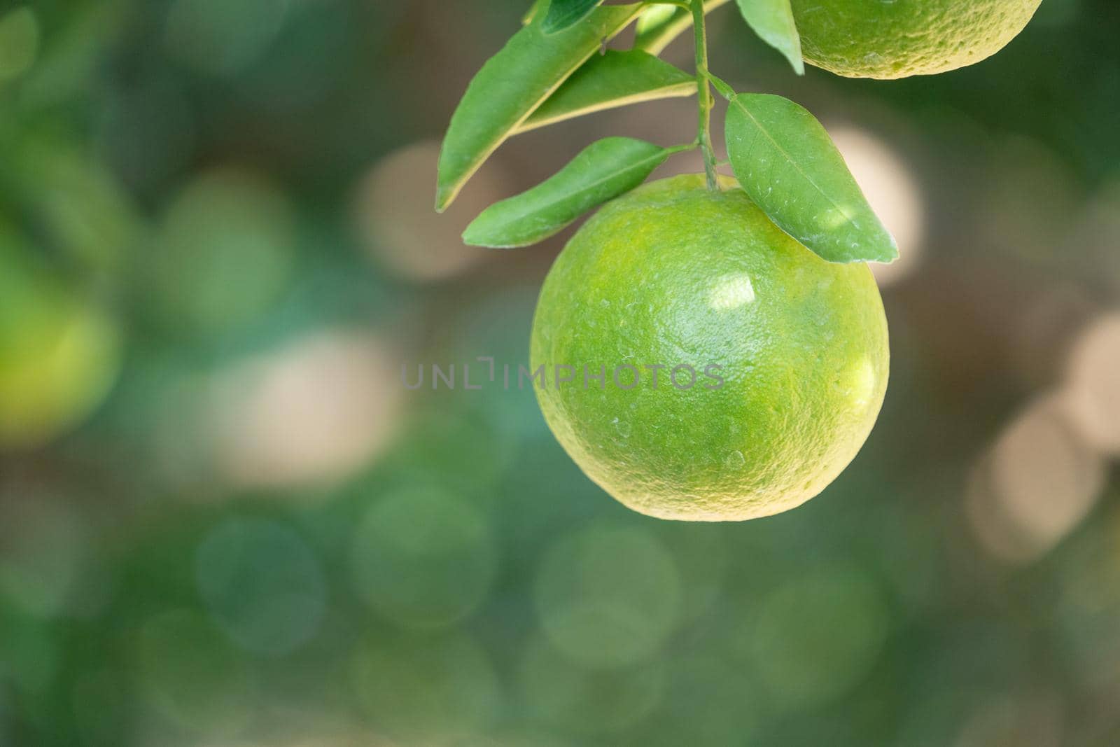 Fresh ripe tangerine mandarin orange on the tree in the orange garden orchard with backlight of sun.