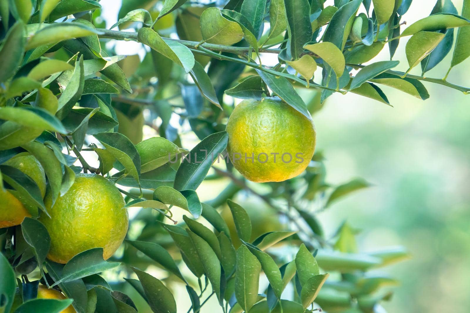 Fresh ripe tangerine mandarin orange on the tree in the orange garden orchard with backlight of sun.