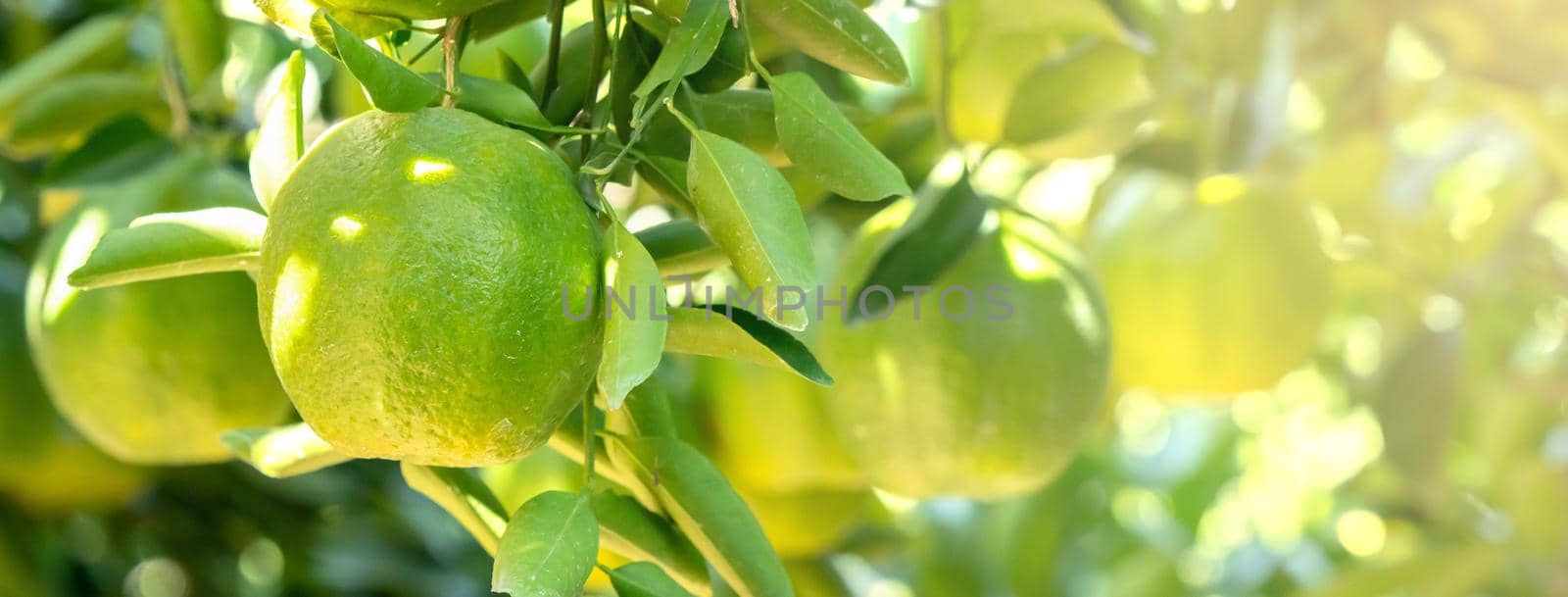 Fresh ripe tangerine mandarin orange on the tree in the orange garden orchard with backlight of sun.