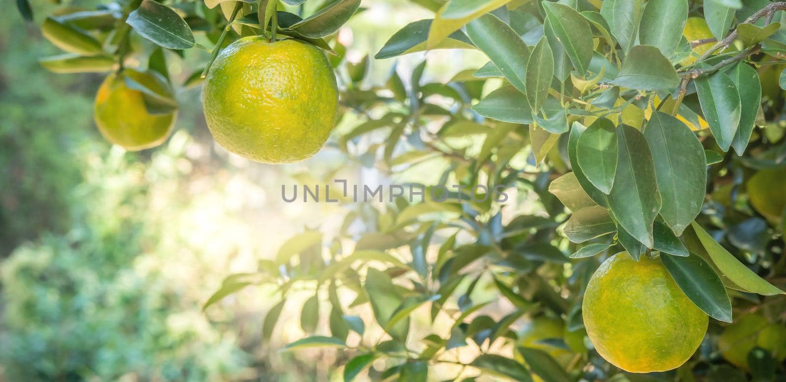 Fresh ripe tangerine mandarin orange on the tree in the orange garden orchard. by ROMIXIMAGE