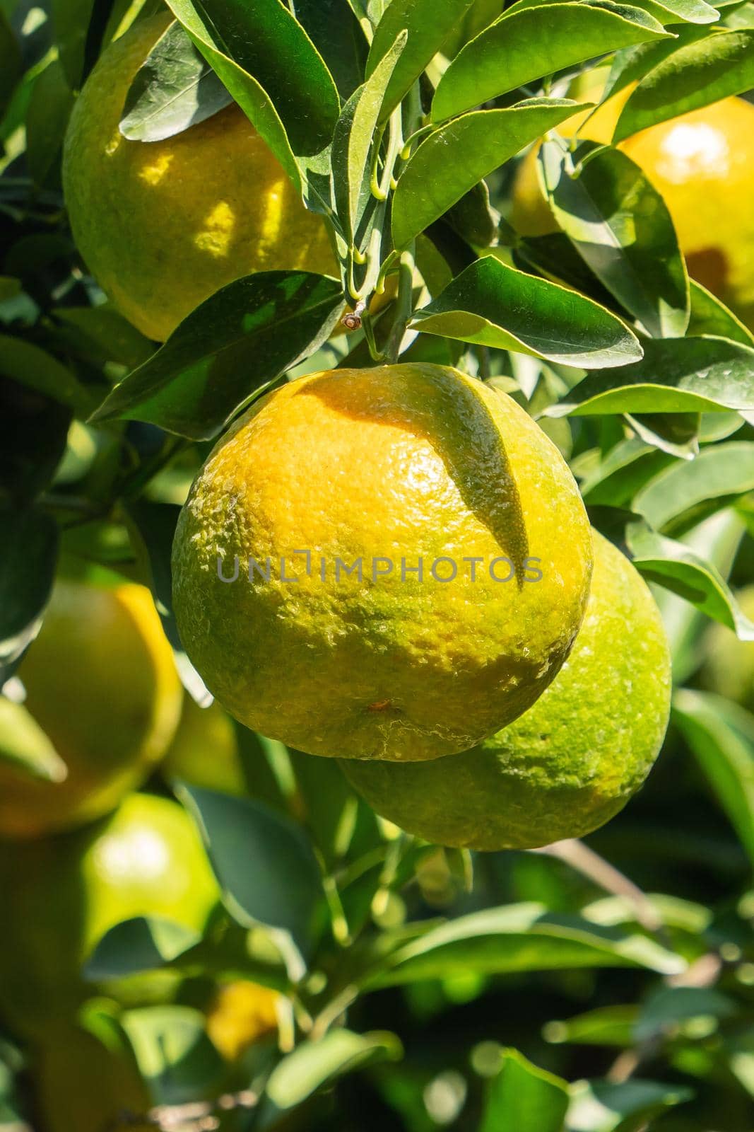 Fresh ripe tangerine mandarin orange on the tree in the orange garden orchard with backlight of sun.