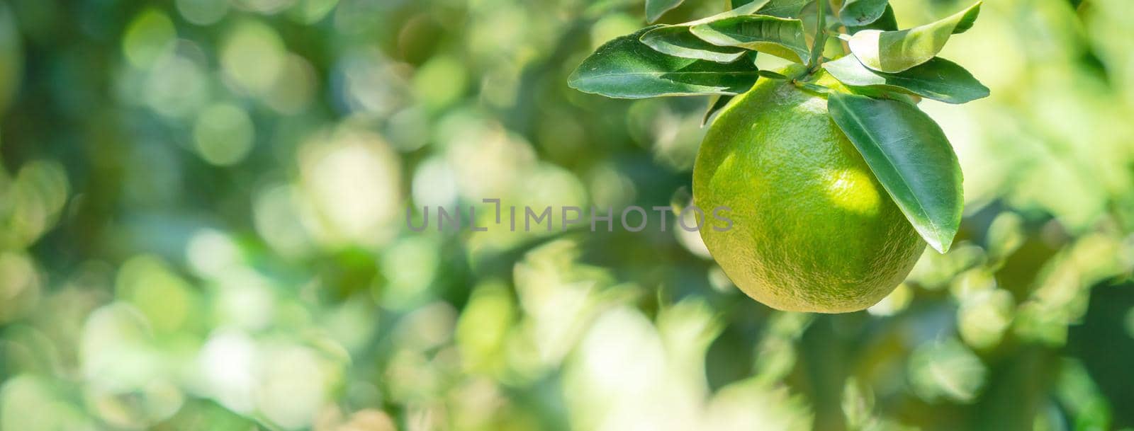 Fresh ripe tangerine mandarin orange on the tree in the orange garden orchard with backlight of sun.