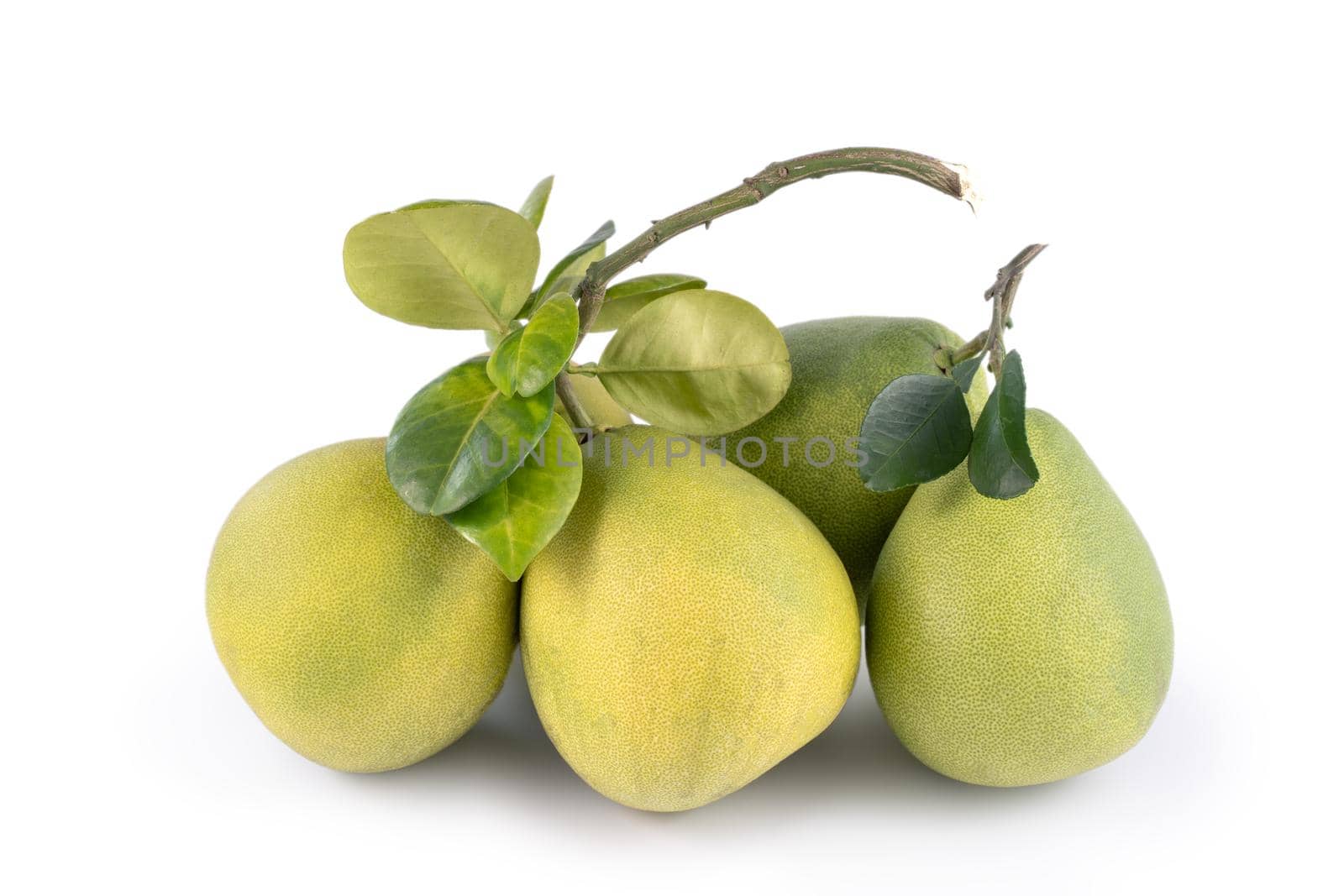 Fresh pomelo, pummelo, grapefruit, shaddock isolated on white background, close up, cut out, clipping path. Fruit for Mid-autumn festival.