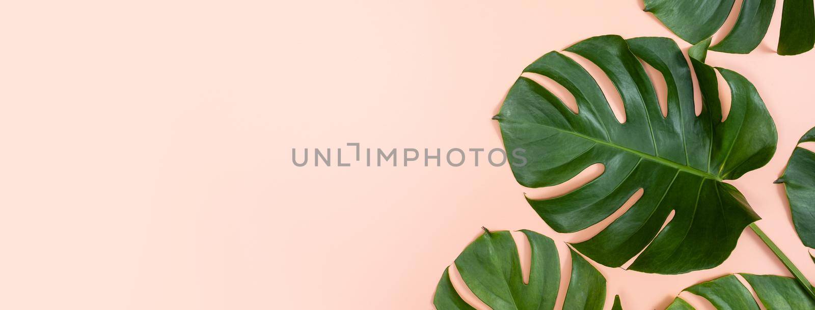 Beautiful tropical palm monstera leaves branch isolated on bright pink background, top view, flat lay, overhead above summer beauty blank design concept.