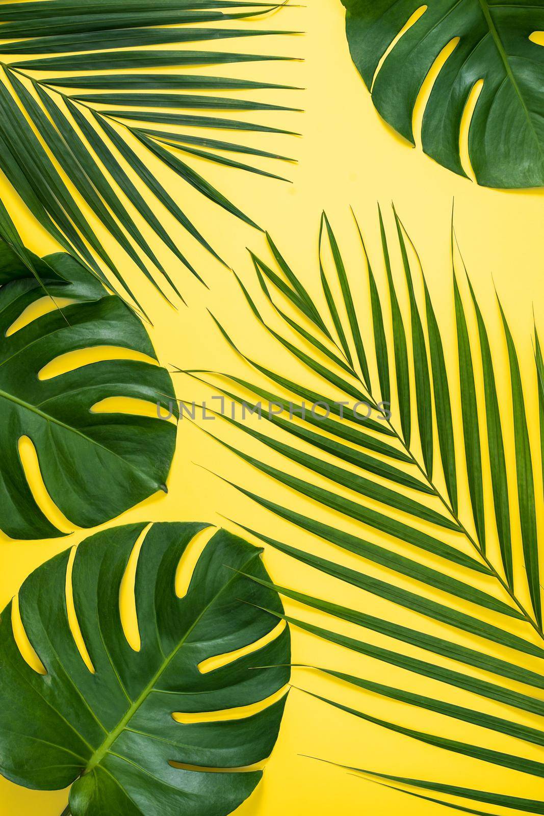 Beautiful tropical palm monstera leaves branch isolated on pastel yellow background, top view, flat lay, overhead above summer beauty blank design concept.