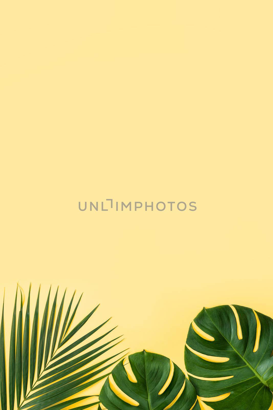Beautiful tropical palm monstera leaves branch isolated on pastel yellow background, top view, flat lay, overhead above summer beauty blank design concept.