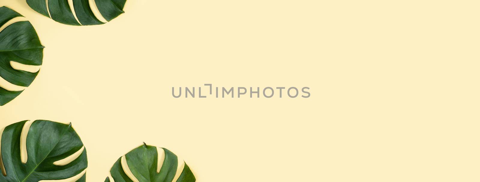 Beautiful tropical palm monstera leaves branch isolated on pastel yellow background, top view, flat lay, overhead above summer beauty blank design concept. by ROMIXIMAGE