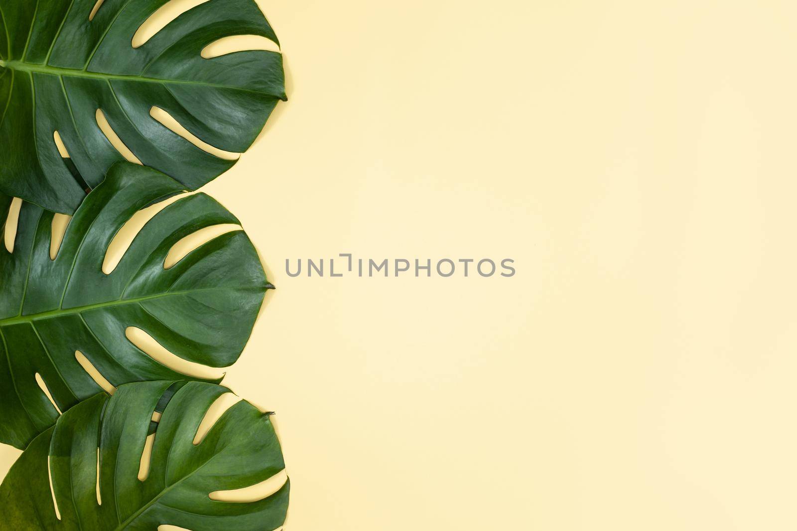 Beautiful tropical palm monstera leaves branch isolated on pastel yellow background, top view, flat lay, overhead above summer beauty blank design concept. by ROMIXIMAGE