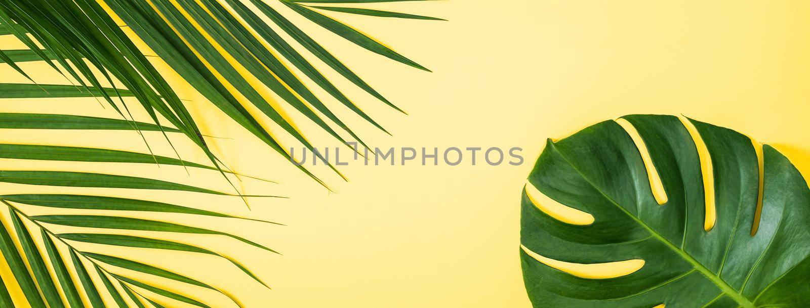 Beautiful tropical palm monstera leaves branch isolated on pastel yellow background, top view, flat lay, overhead above summer beauty blank design concept.