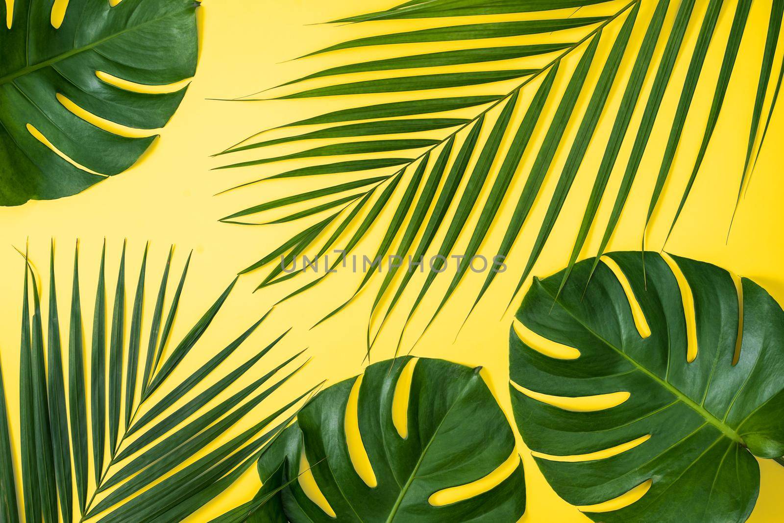 Beautiful tropical palm monstera leaves branch isolated on pastel yellow background, top view, flat lay, overhead above summer beauty blank design concept.