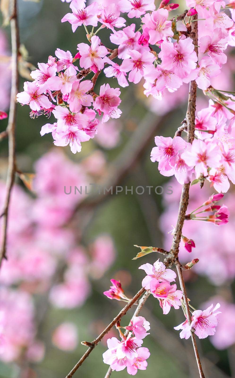 Beautiful cherry blossoms sakura tree bloom in spring in the park, copy space, close up.
