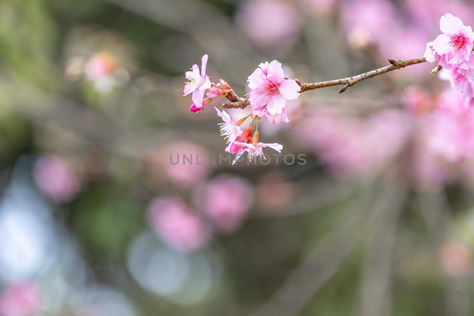 Beautiful cherry blossoms sakura tree bloom in spring in the park, copy space, close up.