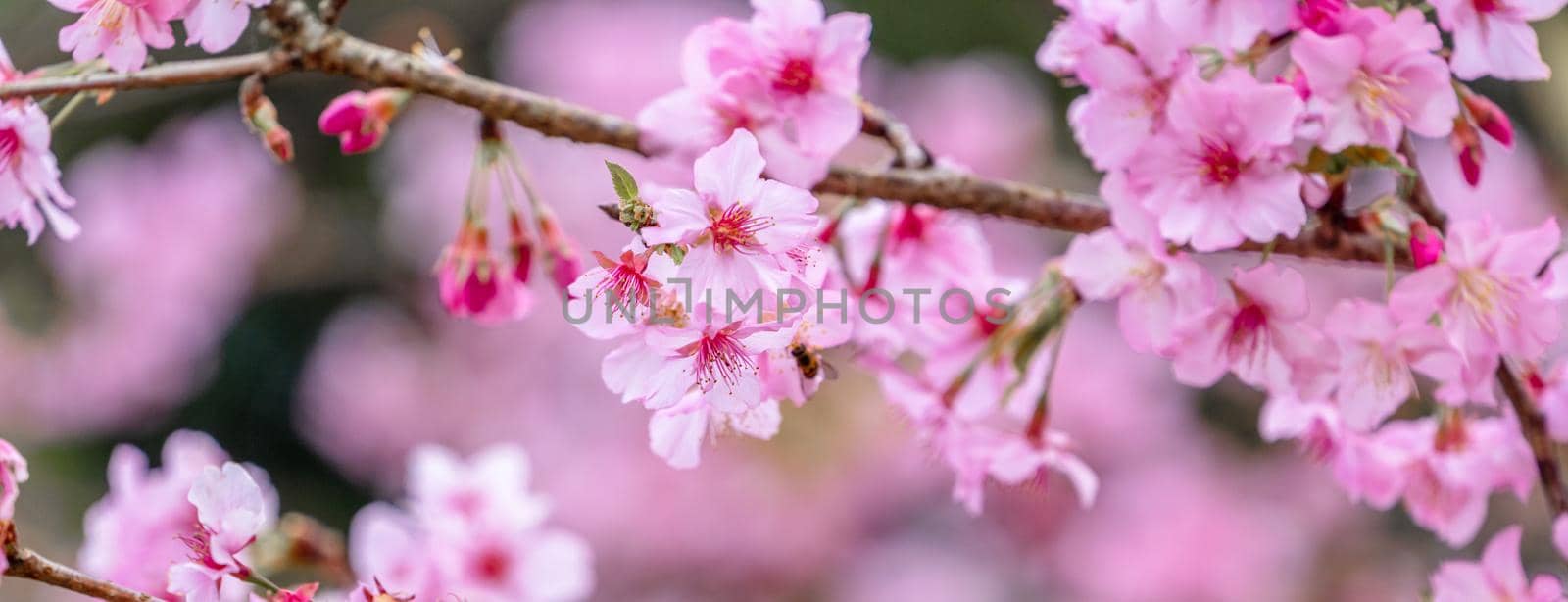 Beautiful cherry blossoms sakura tree bloom in spring in the park, copy space, close up.
