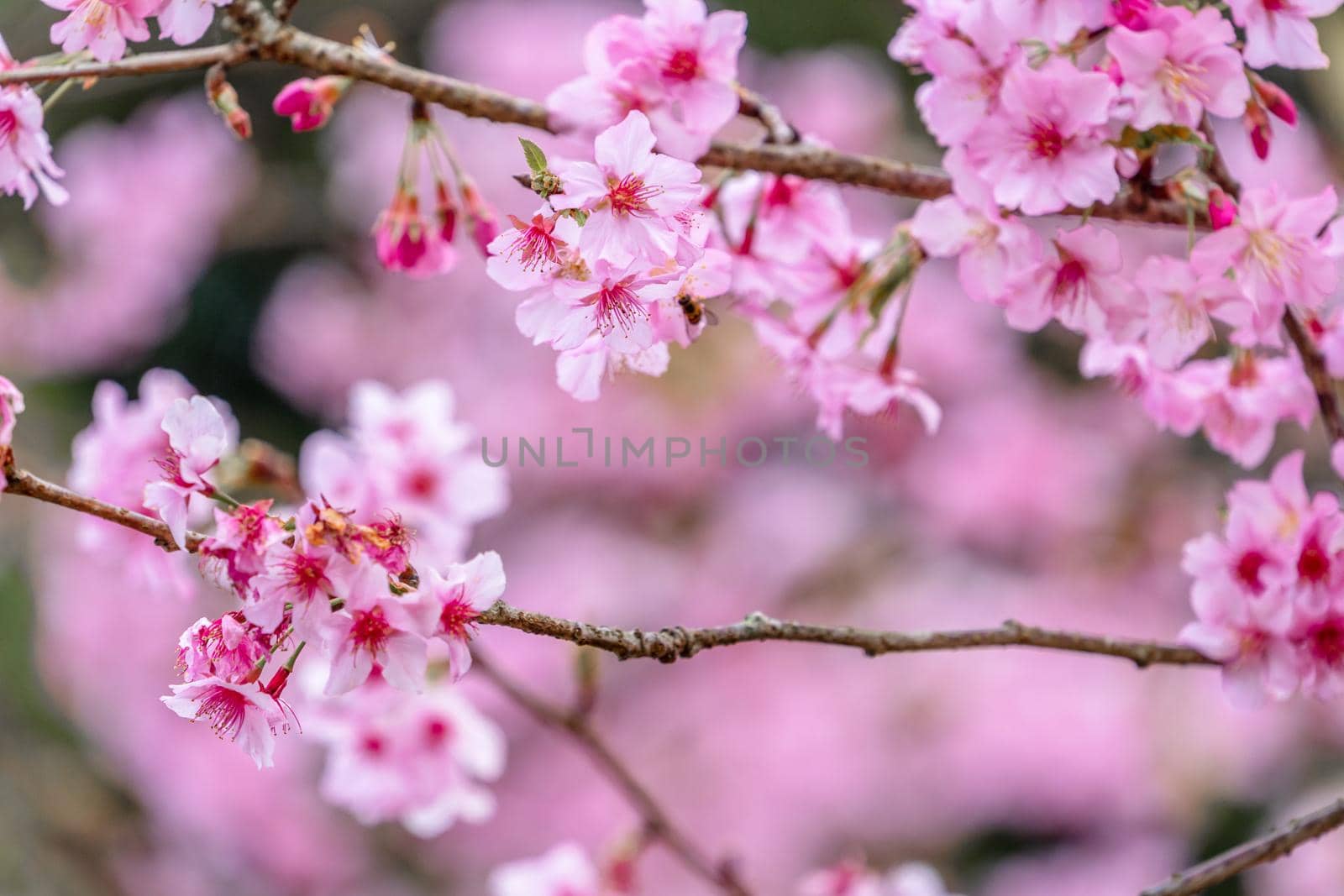 Beautiful cherry blossoms sakura tree bloom in spring in the park, copy space, close up.