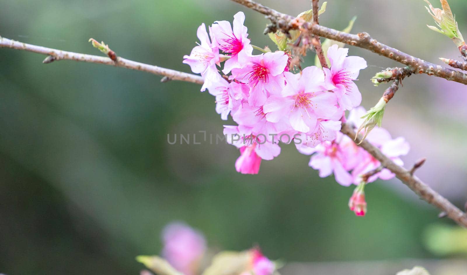 Beautiful cherry blossoms sakura tree bloom in spring in the park, copy space, close up.