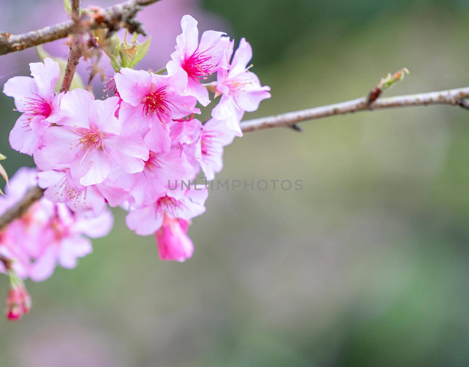Beautiful cherry blossoms sakura tree bloom in spring in the park, copy space, close up.