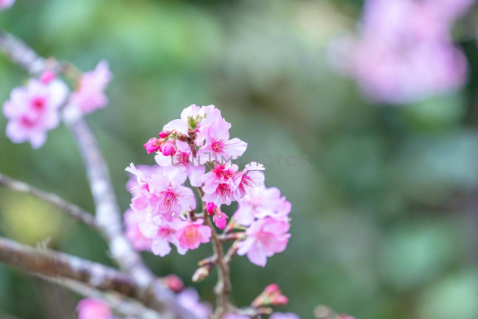 Beautiful cherry blossoms sakura tree bloom in spring in the park, copy space, close up.