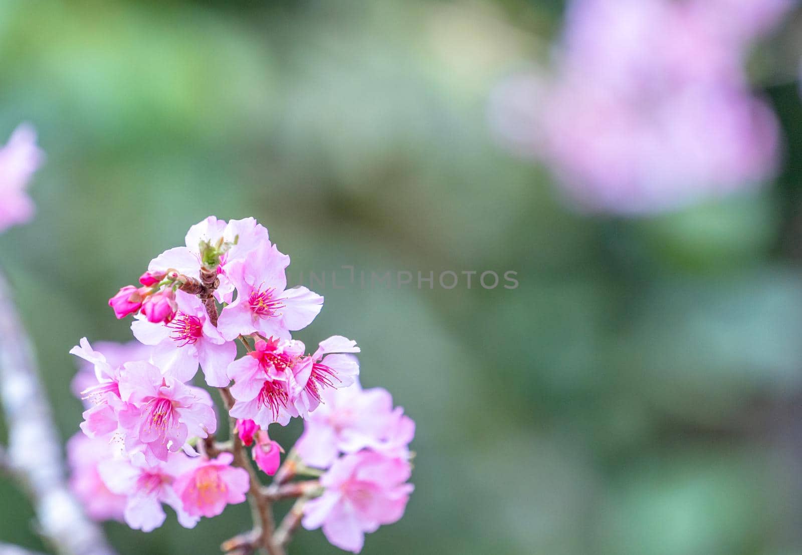 Beautiful cherry blossoms sakura tree bloom in spring in the park, copy space, close up.