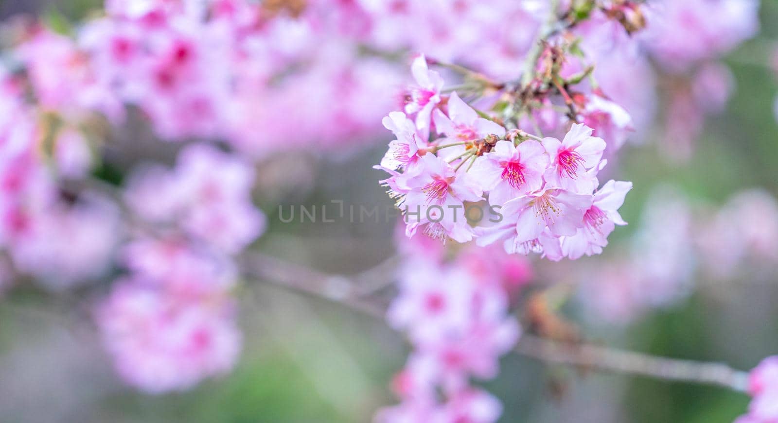 Beautiful cherry blossoms sakura tree bloom in spring in the park, copy space, close up.