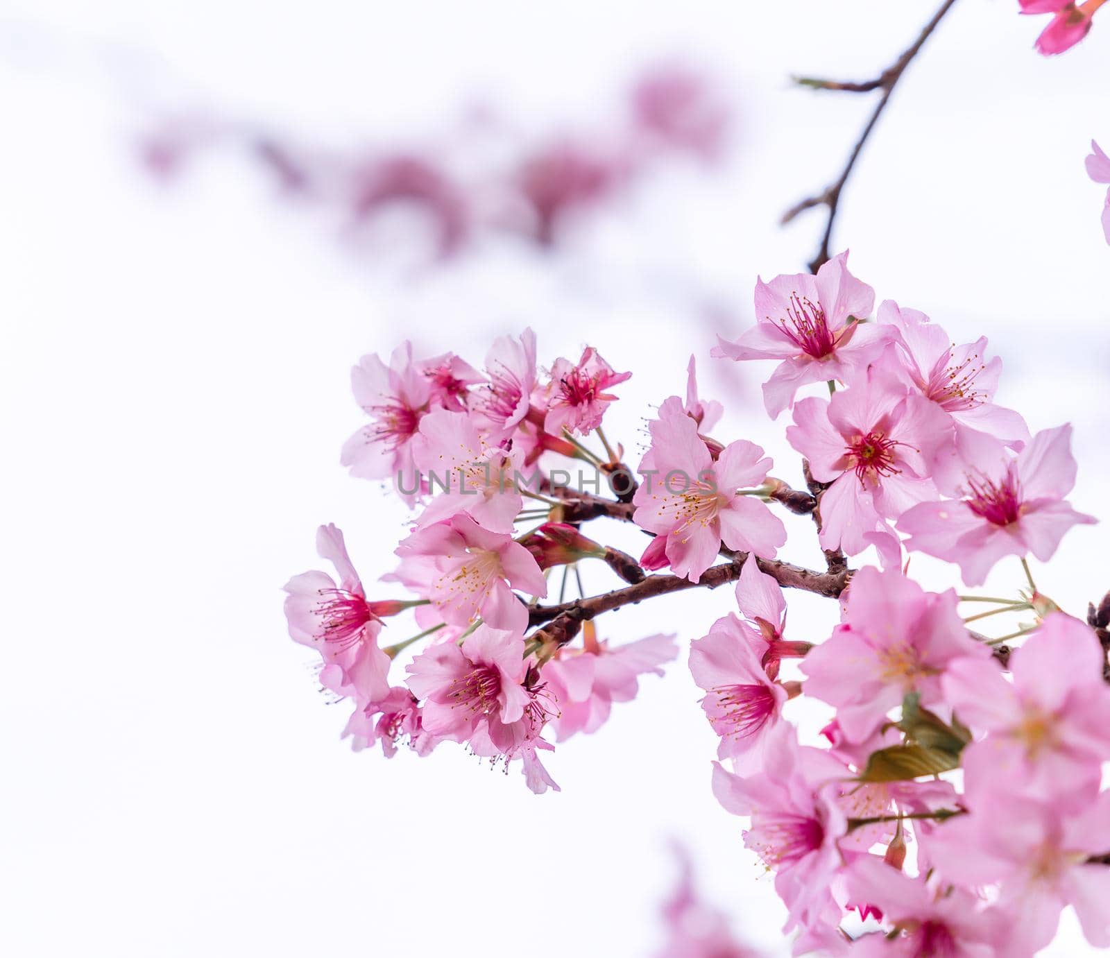 Beautiful cherry blossoms sakura tree bloom in spring isolated on white background, copy space, close up.
