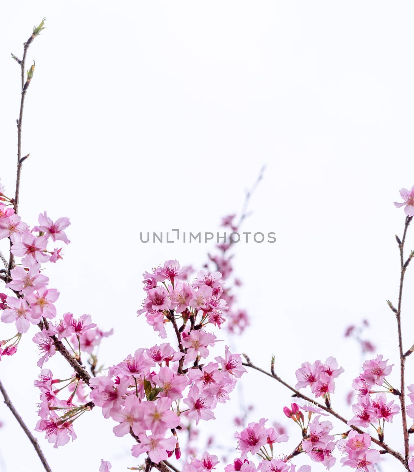 Beautiful cherry blossoms sakura tree bloom in spring isolated on white background, copy space, close up.