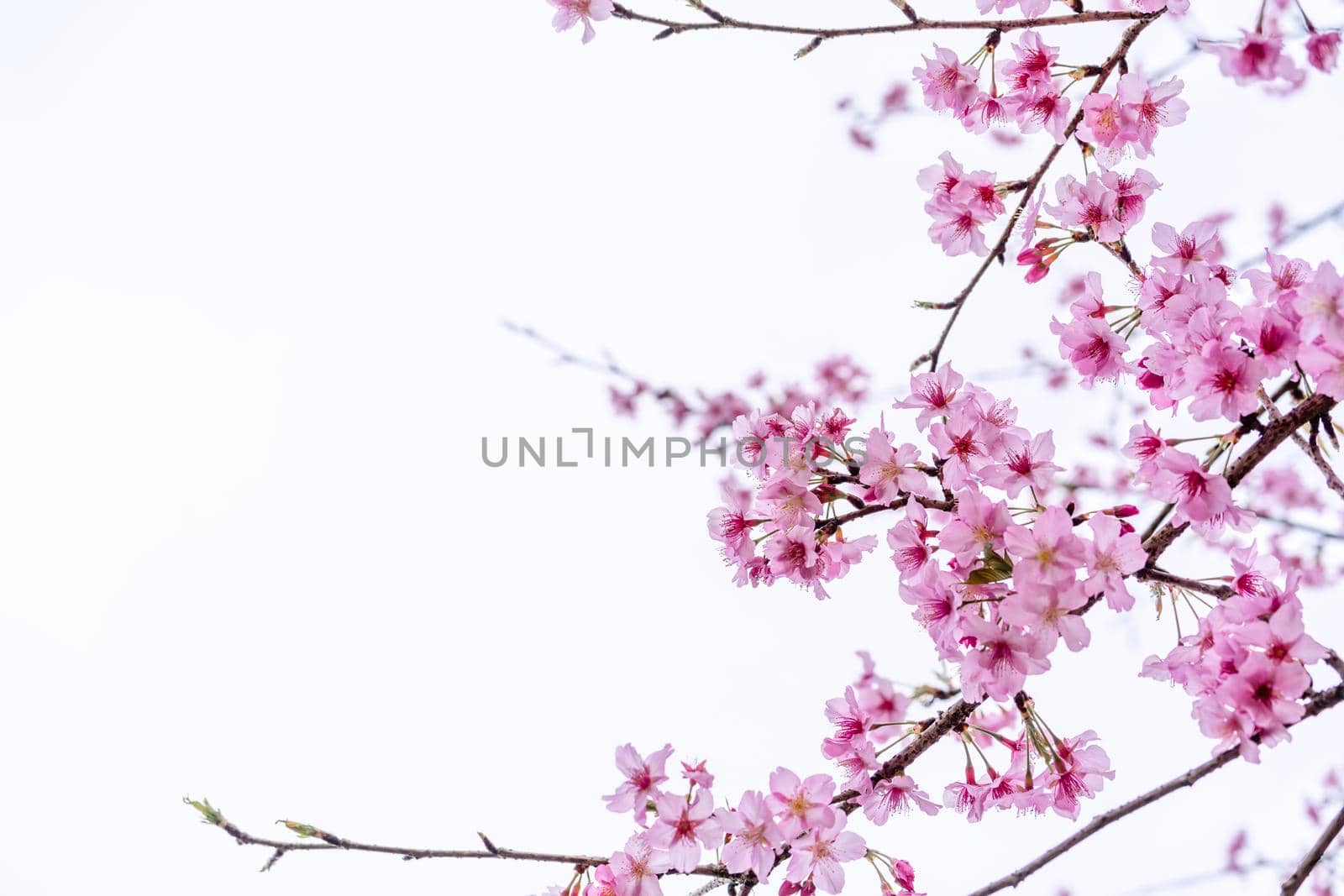 Beautiful cherry blossoms sakura tree bloom in spring isolated on white background, copy space, close up.