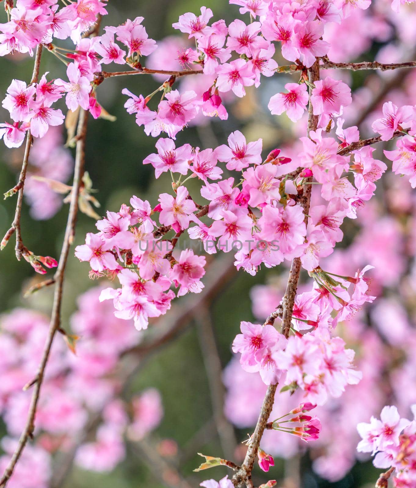 Beautiful cherry blossoms sakura tree bloom in spring in the park, copy space, close up.