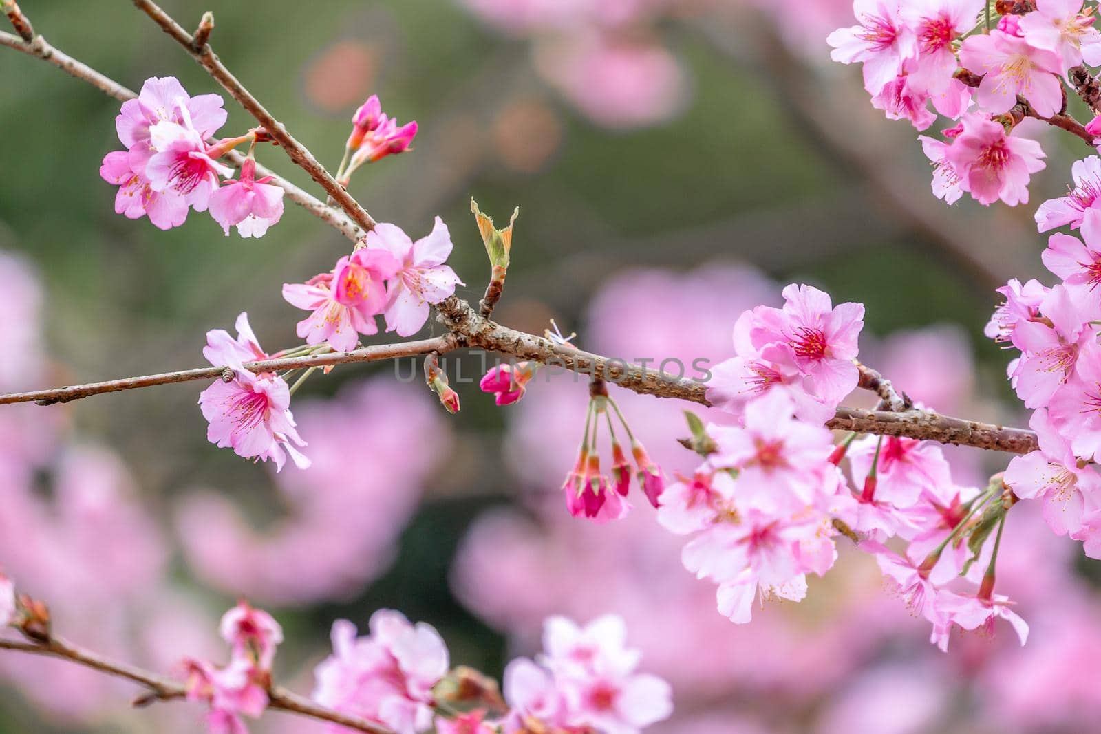 Beautiful cherry blossoms sakura tree bloom in spring in the park, copy space, close up.