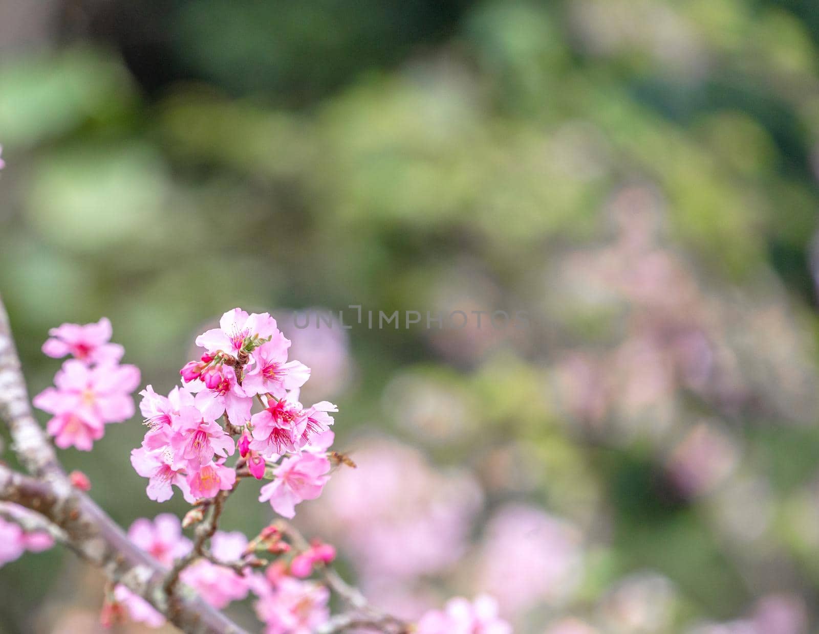 Beautiful cherry blossoms sakura tree bloom in spring in the park, copy space, close up.