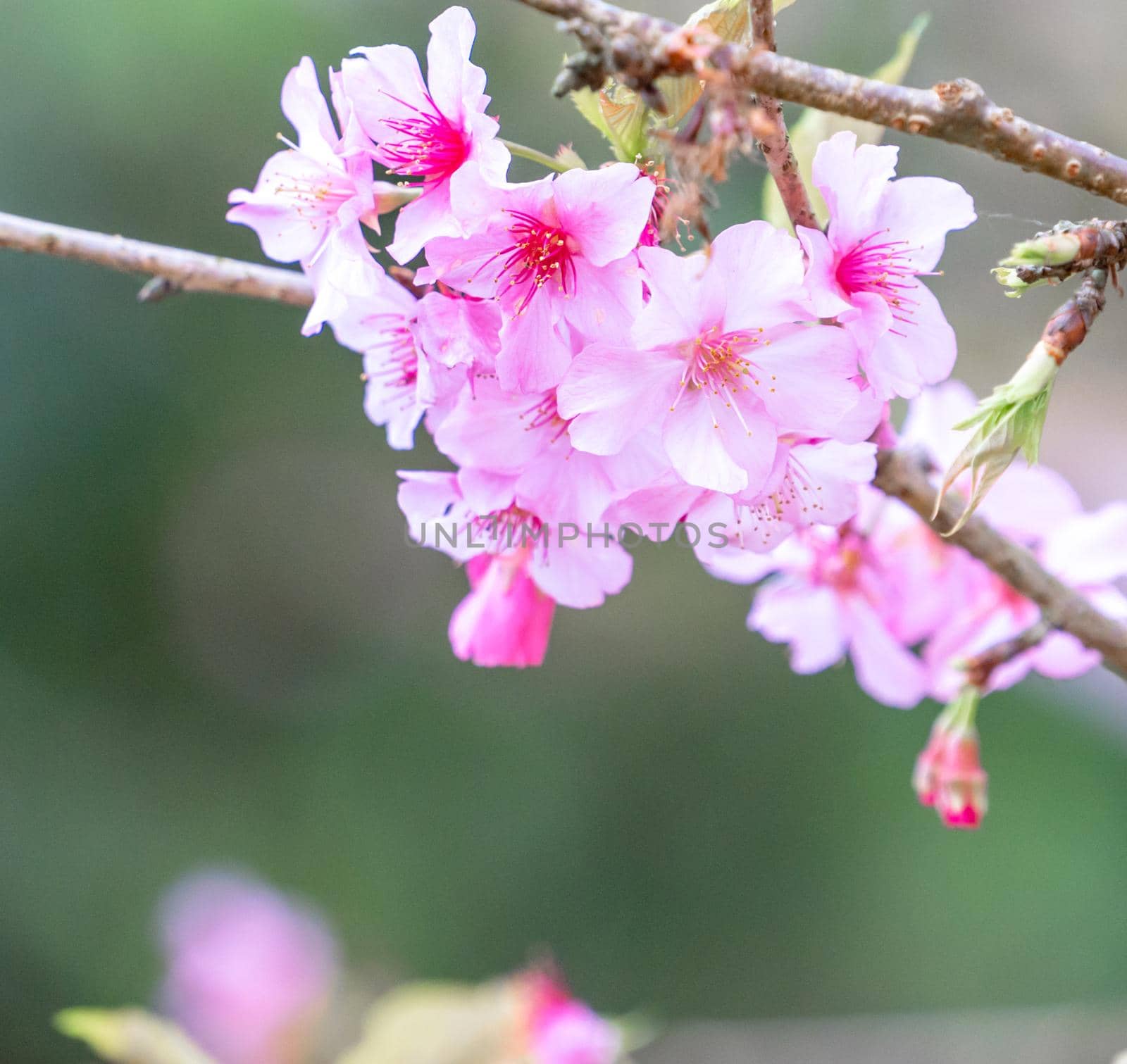 Beautiful cherry blossoms sakura tree bloom in spring in the park, copy space, close up.