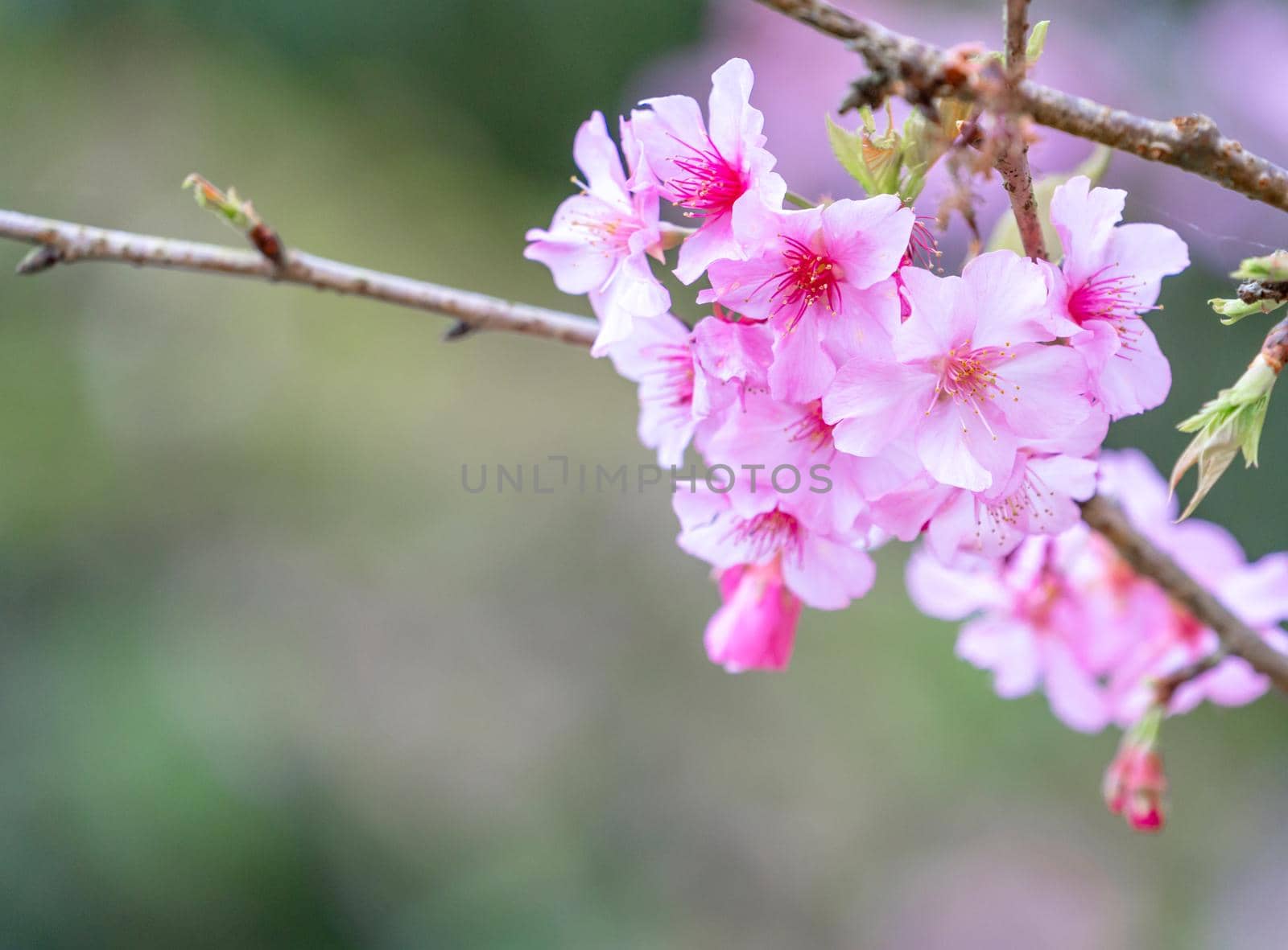 Beautiful cherry blossoms sakura tree bloom in spring in the park, copy space, close up.