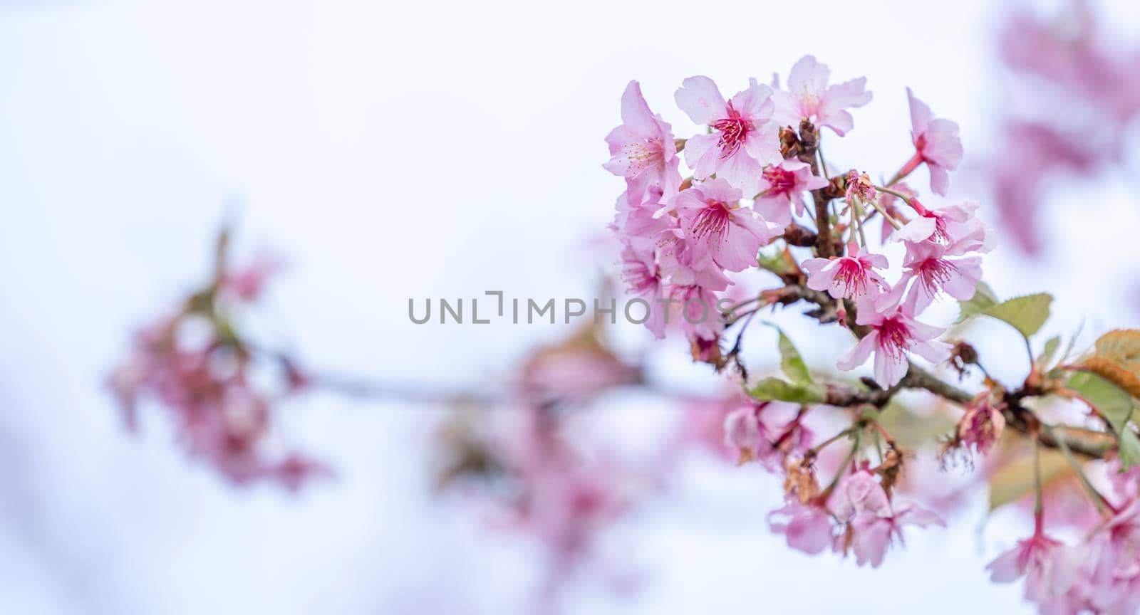 Beautiful cherry blossoms sakura tree bloom in spring isolated on white background, copy space, close up.