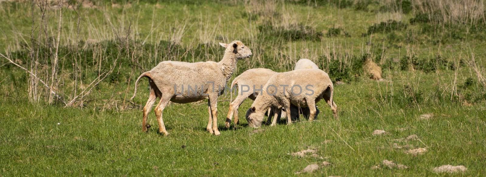 Four sheeps on the beautiful green meadow