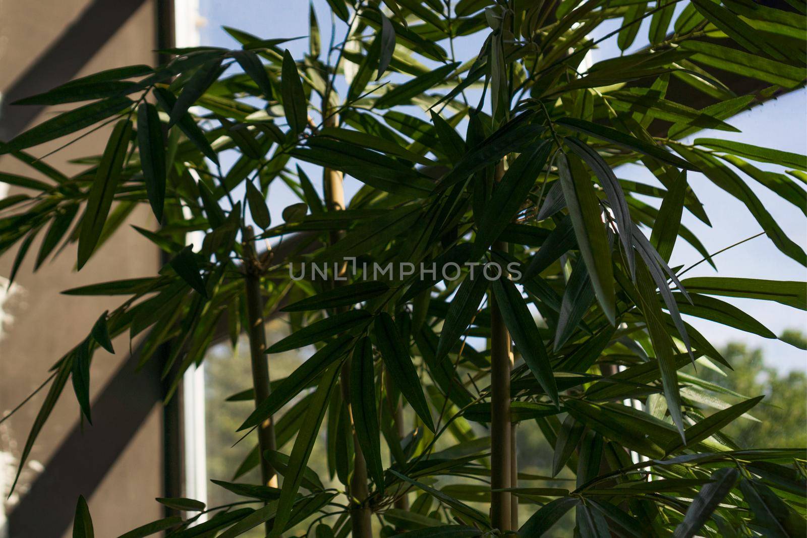 Interior room decoration - a green plant against the background of the window