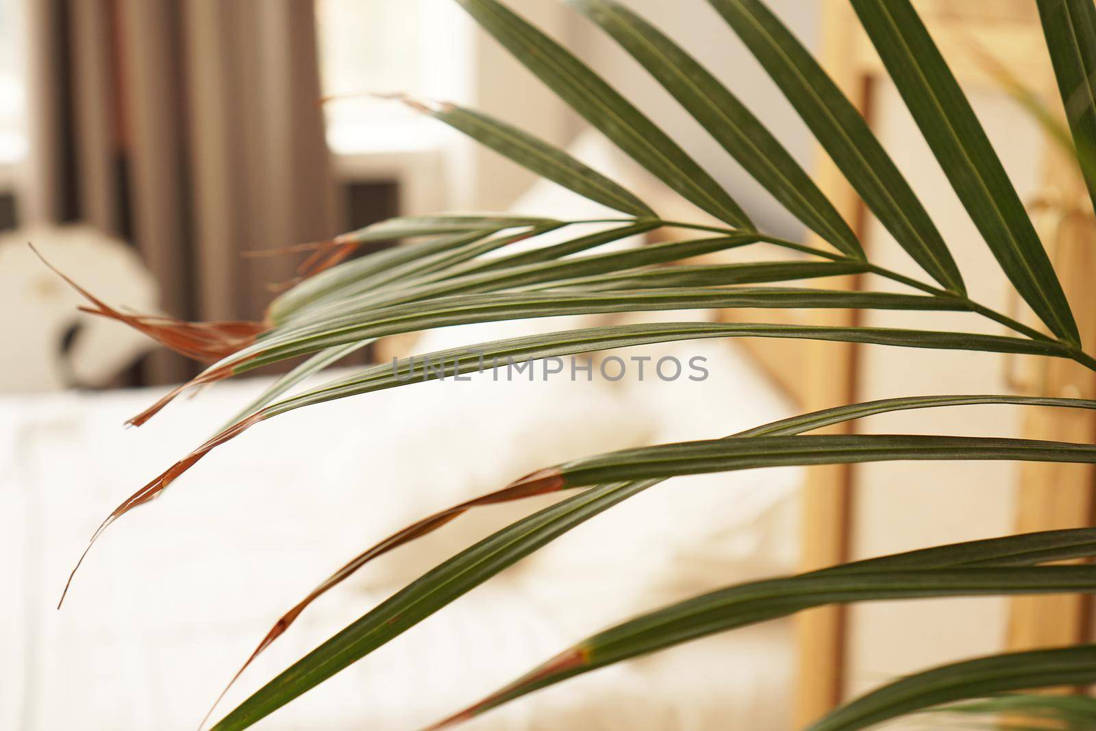 Living space or hotel room in a Scandinavian style. Green plant on blurred background