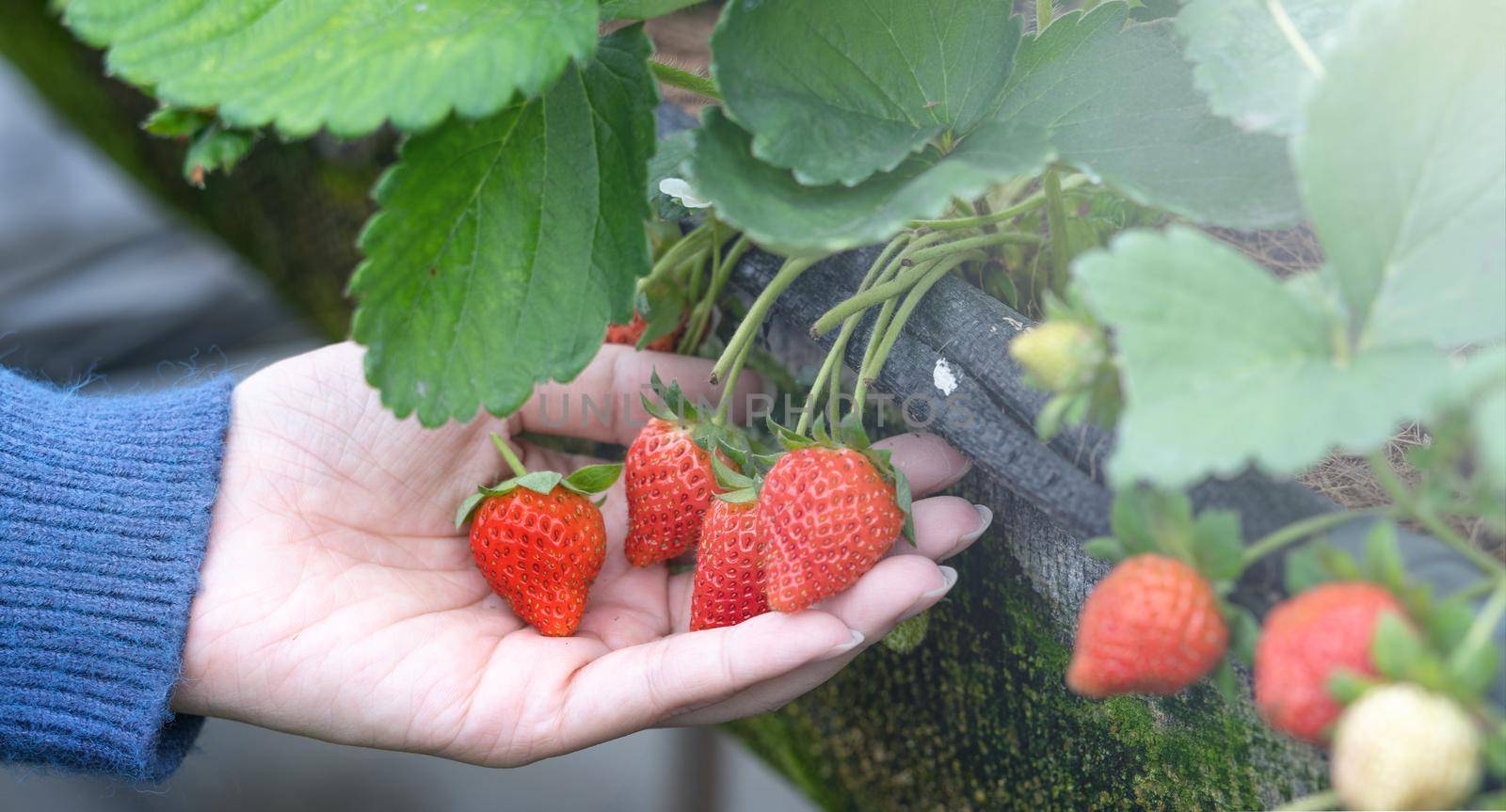 A young woman in blue sweater is collecting up and holding fresh seasonal strawberries in the hands isolated on the garden, concept of organic farming, close up, copy space, macro.